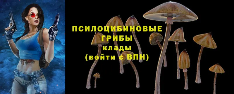 где можно купить   Кизилюрт  Галлюциногенные грибы Psilocybine cubensis 